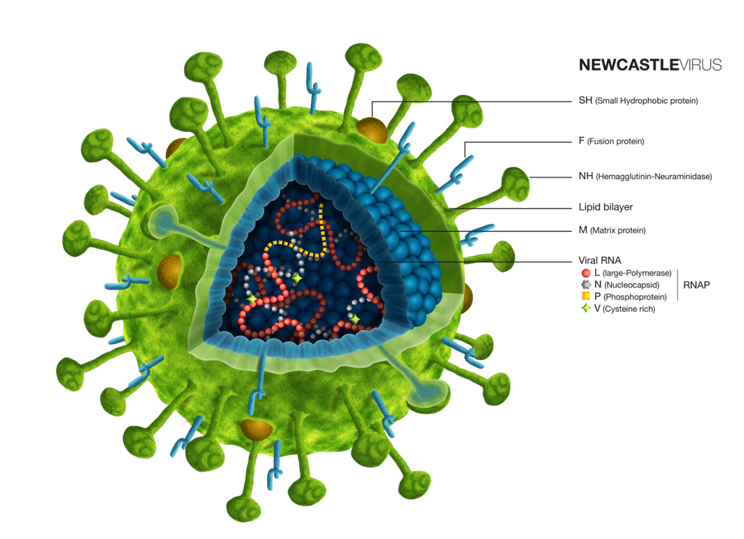 Vetcenter - Nguồn: thepoultrysite.com